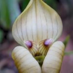 Trigonidium Egertonianum - PERFUMADA