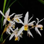 Coelogyne Viscosa - PERFUMADA
