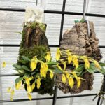 Pleurothallis Grobyi