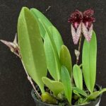 Bulbophyllum Cruentum x Longiflorum - COLEÇÃO