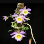 Dendrobium Loddigesii - COLEÇÃO