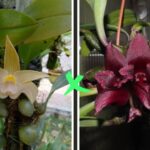 Bulbophyllum Siamense x Cruentum