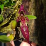 Bulbophyllum Fascinator - COLEÇÃO
