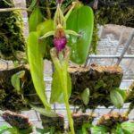 Bulbophyllum Putidum - COLEÇÃO