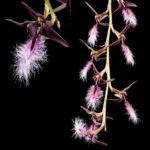 Bulbophyllum Miniatum