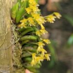 Acianthera Leptotifolia