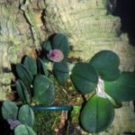 Acianthera Hystrix