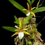 Dinema Polybulbon