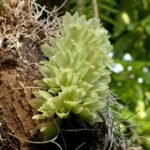 Clowesia Dodsoniana- COLEÇÃO