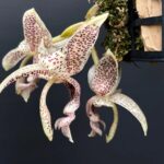 Stanhopea Guttulata - PERFUMADA