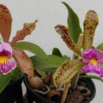 Cattleya Pantherina - PERFUMADA