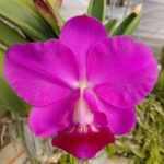 LC. Aloha Case ''Ching Hua'' x Self