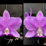 C. Nobilior ''Muddy'' x Nobilior ''ZZ Top''