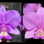 C. Nobilior ''Zero Um'' x Nobilior ''Homens de Honra''