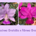 Touceira Nobilior Lilacinea Gratidão x Flâmea Graffiti - 22 bulbos
