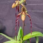 Paphiopedilum Michael Koopowitz - RARÍSSIMA