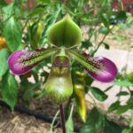 Paphiopedilum Volonteanum x P. Tonsum  - RARÍSSIMA