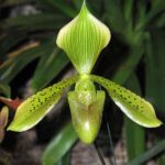 Paphiopedilum Tonsum "David" x Sib Alba pistachio - RARÍSSIMA