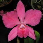 Sophronitis Wittigiana x Cattleya Walkeriana (N°2)
