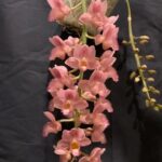 Clowesetum Pink Lemonade - COLEÇÃO