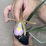 Brassavola Perrini x C. Schilleriana