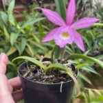 Cattleya BC. Tchutchuca