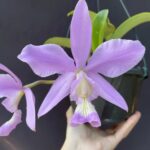 Cattleya Nobilior Coerulescens - COLEÇÃO