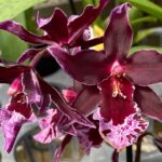 Hawaiian Vuylstekeara Melissa Brianne ‘Dark’ - COLEÇÃO