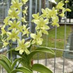 Dendrobium Burana Green - HASTE FLORAL