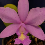 Cattleya N. Betina Figueiredo Wolski - PERFUMADA