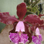 Cattleya Schilleriana ''Beltrame'' x C. Schilleriana "Alberto Basile'' - (N°2)