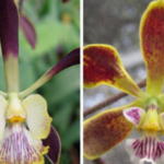 Encyclia alata x Encyclia Oncidioides
