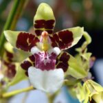 Oncidium Cleo´s Pride