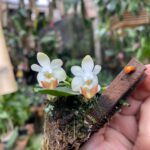 Phalaenopsis Lobbii - COM FLOR