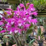 Dendrobium Stardust Rainbow - COM FLOR