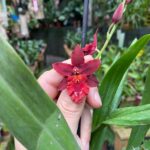 Oncidium Warm Memories Wild Fire - COLEÇÃO