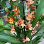 Oncidium Hawaiian Tom Cat ''A'' - COLEÇÃO