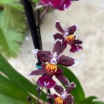 Oncidium Jairak Fragrance - AROMA CEREJA