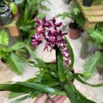 Oncidium Tariflor Lady - AROMA CHOCOLATE