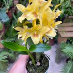 Dendrobium Stardust ''Chiyomi'' - COM FLOR