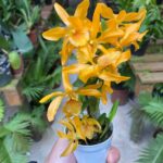 Dendrobium Stardust ''Fire Bird'' - COM FLOR