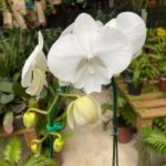 Phalaenopsis Charming Crystal Water -  COLEÇÃO