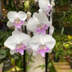 Phalaenopsis Big Lip Moonlight Serenade -  COM FLOR