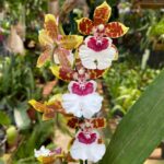 Touceira Colmanara Jungle Monarch - COM FLOR