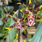 Touceira Brassidium Tiger - COM FLOR