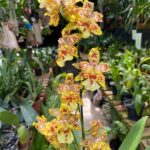 Wilsonara Stirling Tiger - COM FLOR