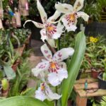 Beallara Tropic Splendor - COM FLOR