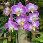 Phalaenopsis Anthura Split -  COM FLOR