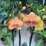 Touceira Phalaenopsis Anthura Bologna