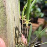 Octomeria Alexandri